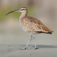 Hudsonian Whimbrel